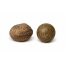Moqui Marbles (Lebende Steine) mit Echtheitszertifikat 15-20mm