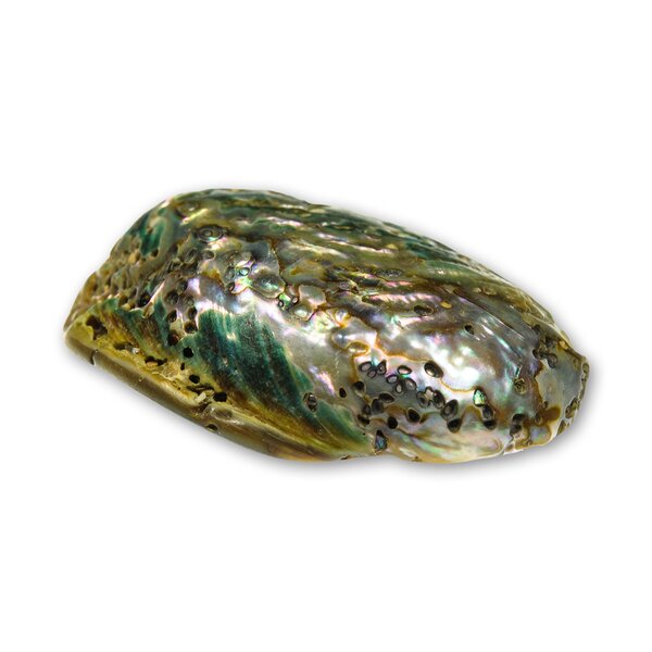 Abalone (Paua Muschel) 80-120mm