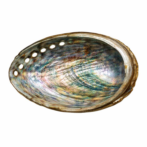 Abalone (Paua Muschel)