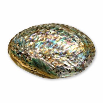Abalone (Paua Muschel)