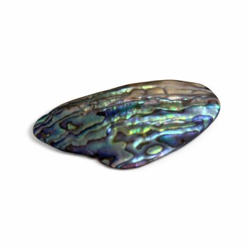 Abalone (Paua Muschel) 40-50mm