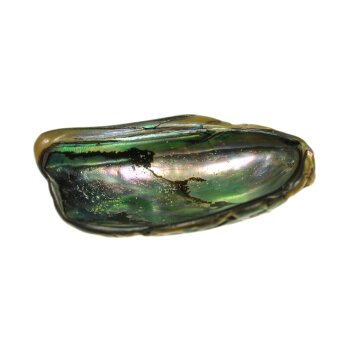 Abalone (Paua Muschel) 40-50mm
