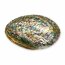 Abalone (Paua Muschel) 40-50mm