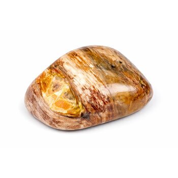 Trommelstein Versteinertes Holz